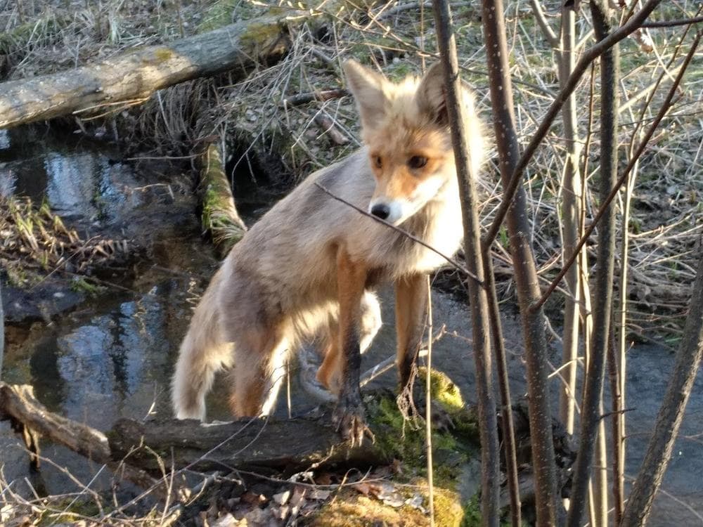 Лисичка в Калиновском лесопарке