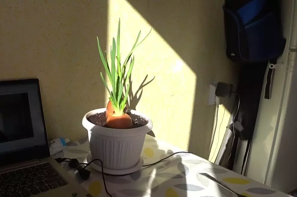 Зелёный лук в квартире