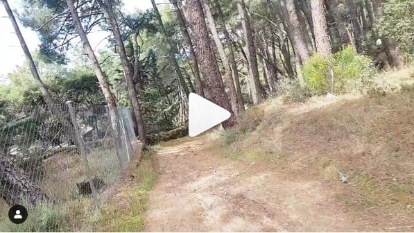 На моноколесе по лесу